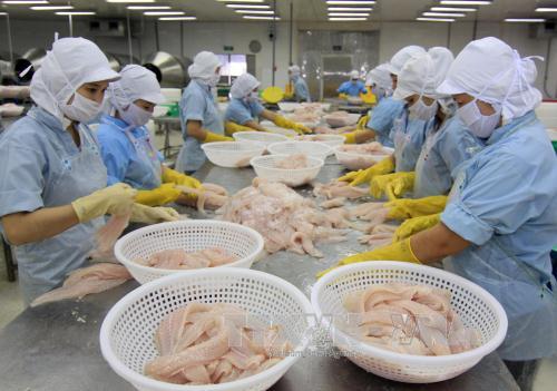 Giá cá tra nguyên liệu hồi phục, người nuôi hứa hẹn lãi khá 